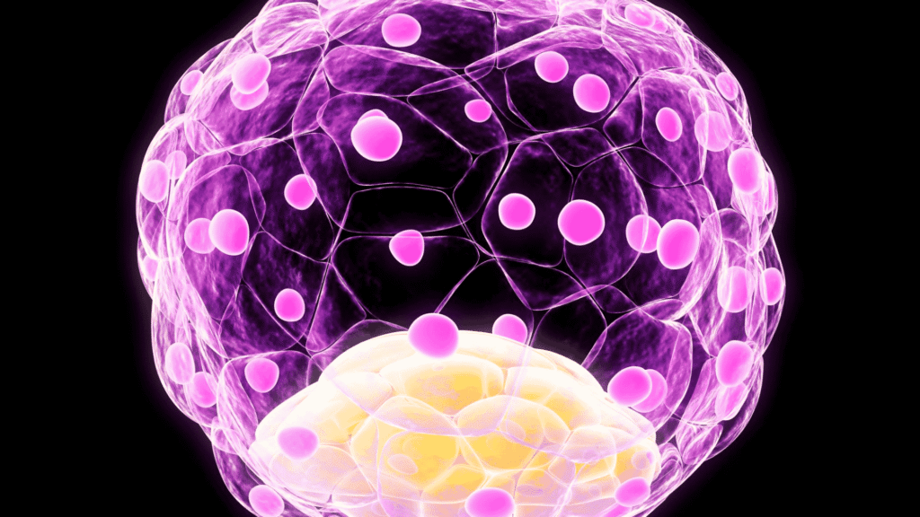 Blastocisto: Transferência no D5 e Implantação | Dra. Nadine Ziegler | Ginecologia e Reprodução Assistida