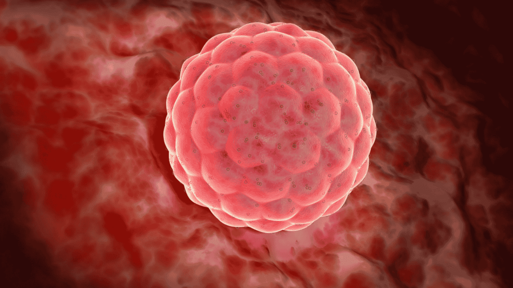 Mosaico Embrionário | Dra. Nadine Ziegler | Ginecologia e Reprodução Assistida